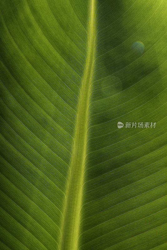 背光的香蕉叶中脉区域，浅色平行叶脉，条纹和轻微的镜头闪光在右上角