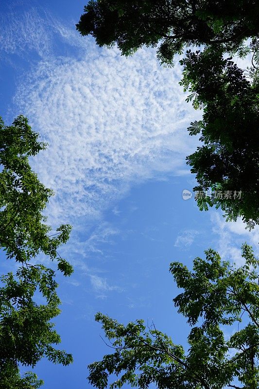 蓝天背景与云在树叶框架在早晨