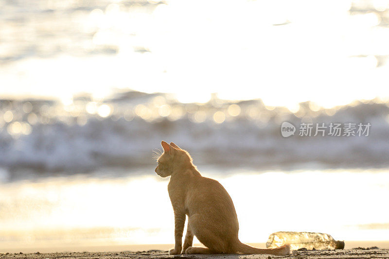 在亚齐日落时，猫在沙滩上放松的后视图