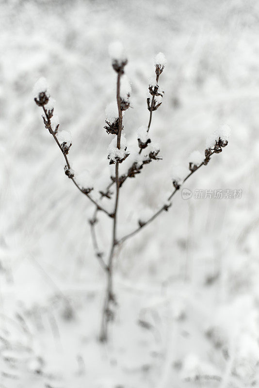 冬天的草被雪覆盖