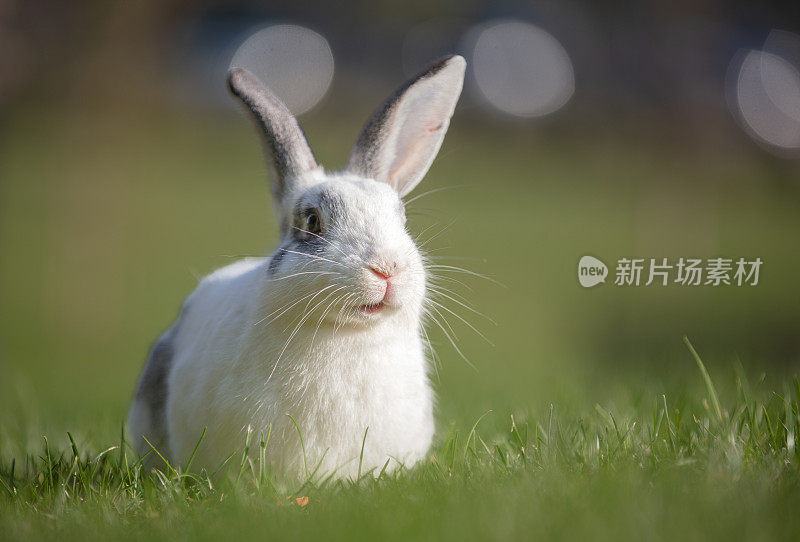 小白兔在大自然的草地上。