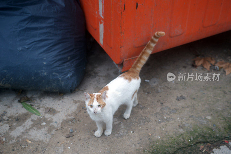 伊斯坦布尔的流浪猫