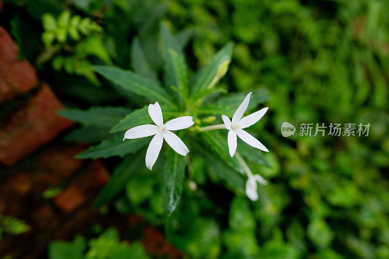 郁郁葱葱的绿色植物在热带丛林森林马来西亚槟城岛