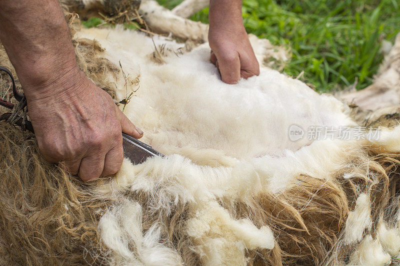 牧羊人剪羊毛时要紧贴兽皮。传统剪羊毛