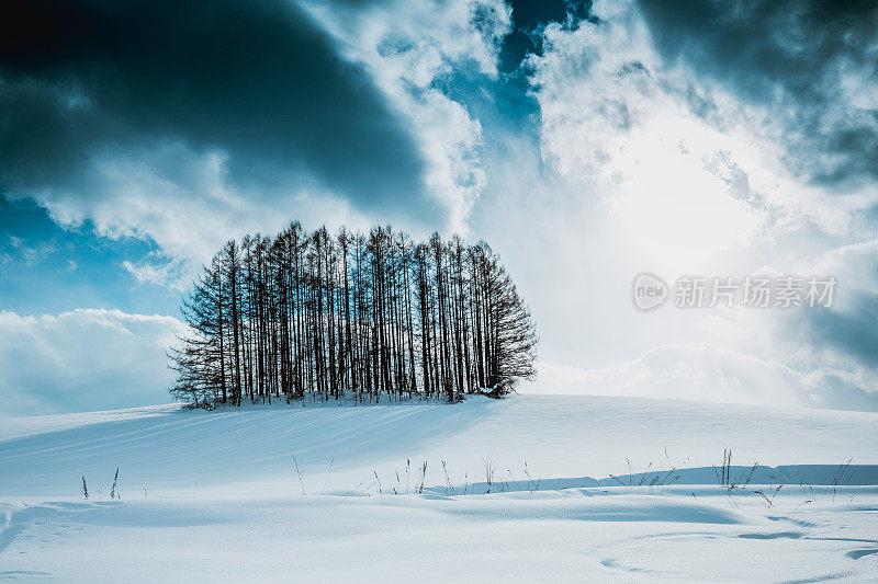 落叶松林在雪山上，碧蓝的天空在比北