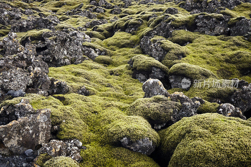 苔藓覆盖着冰岛的岩石和火山景观