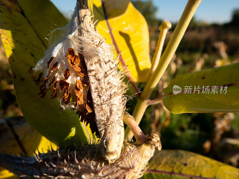 从下面近距离观看打开的马利筋种子荚。