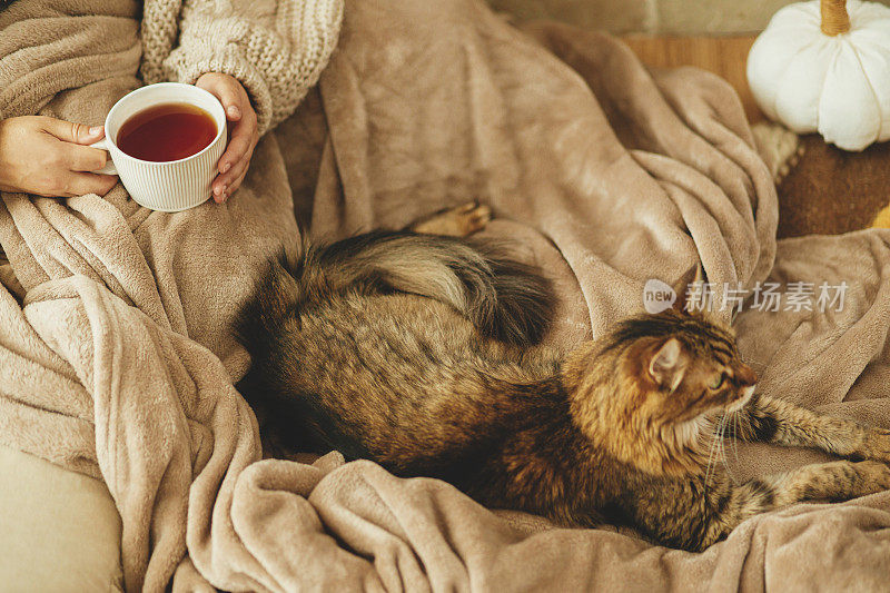 可爱的猫和女人的手和一杯茶放松在舒适的毯子在壁炉，俯瞰。可爱的虎斑猫和主人在乡村农舍的壁炉边。秋天hygge俯视图