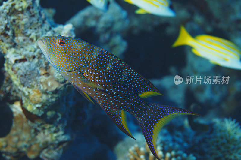 珊瑚石斑鱼鱼。红海水下海洋生物珊瑚礁水下照片水肺潜水员的观点