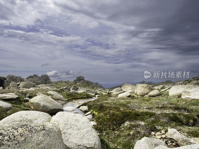 高地上的野花