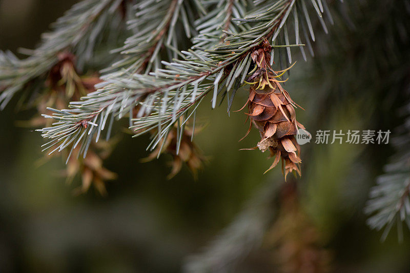 杉树树枝背景