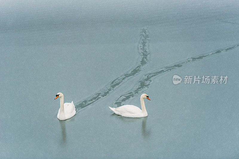 两只天鹅在冰冻的湖面上