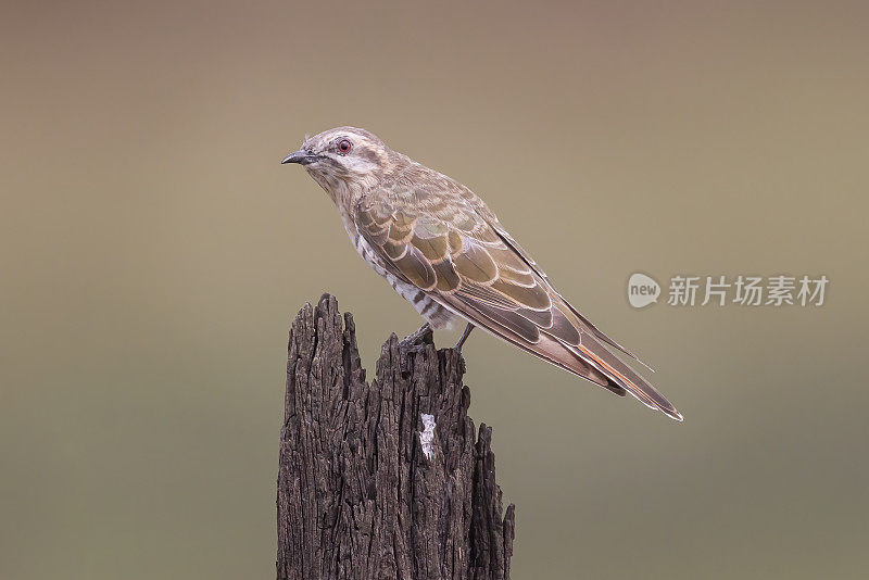 高天成的裸家族驿站除了跻身Bronze-Cuckoo