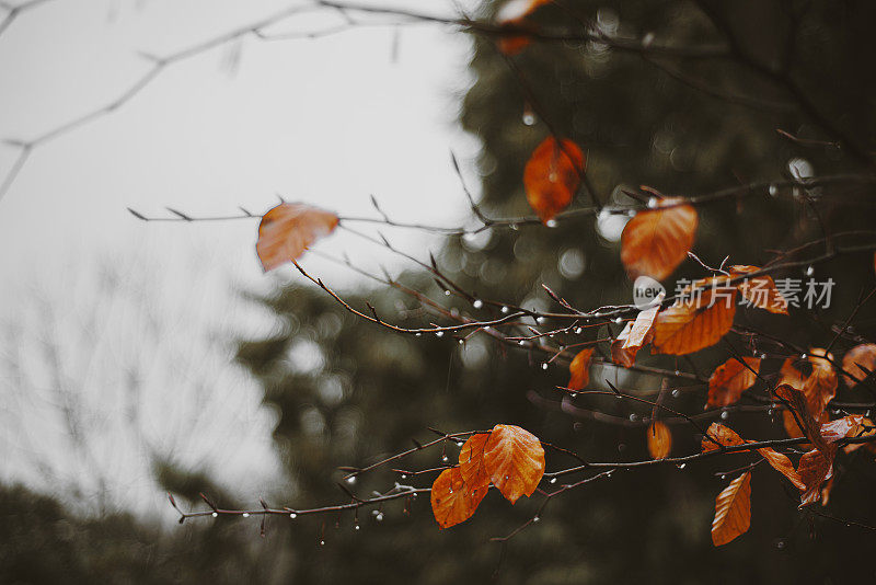 美丽的秋叶和雨滴