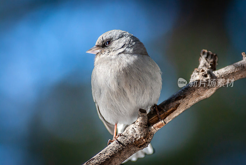 黑眼Junco