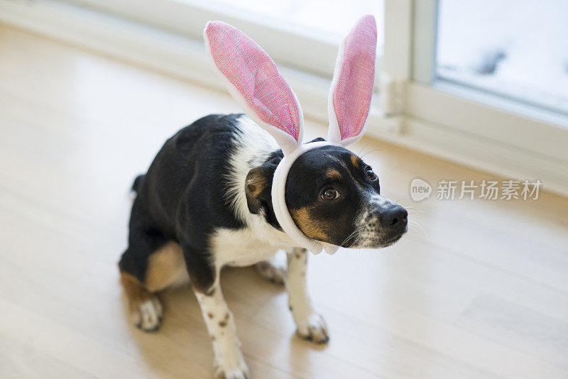 狗狗为复活节盛装打扮
