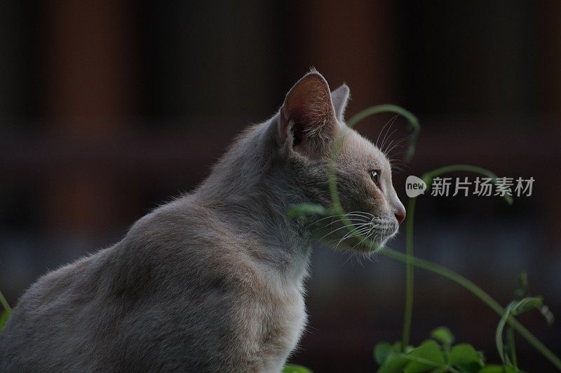 我的橙色宠物猫