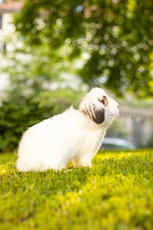 可爱的小白兔在草地上。