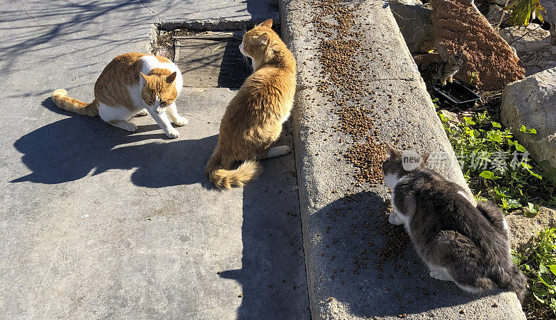 猫在街上觅食