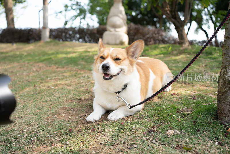 一只柯基犬看着给他拍照的相机