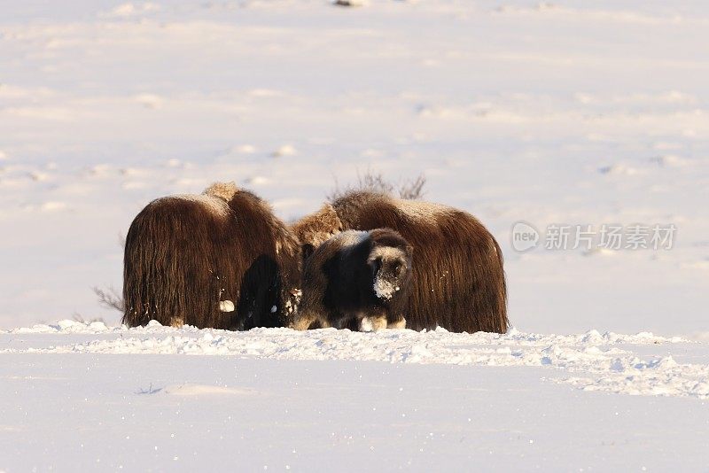 冬天的麝牛在Dovrefjell-Sunndalsfjella国家公园挪威