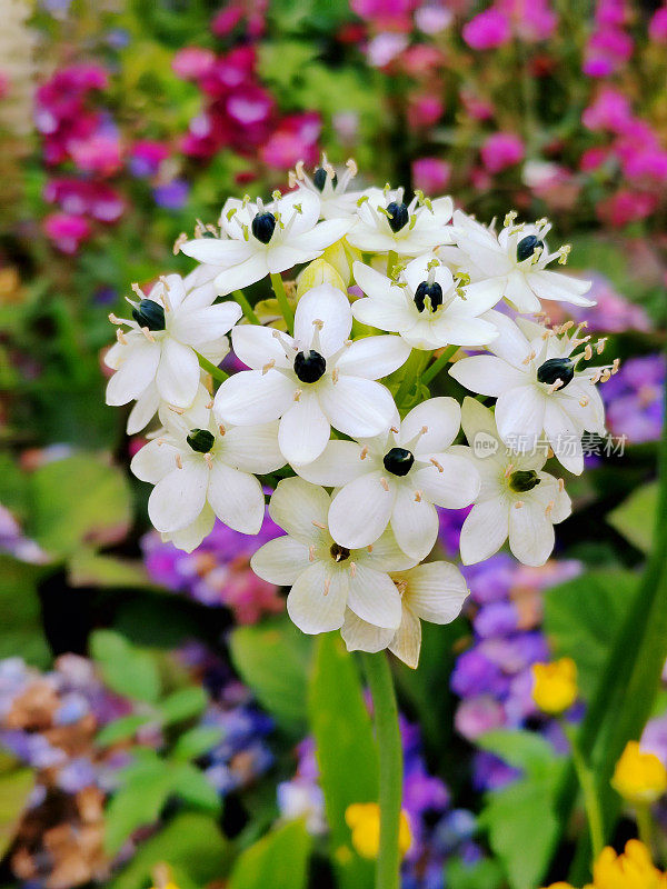 阿拉伯花百合