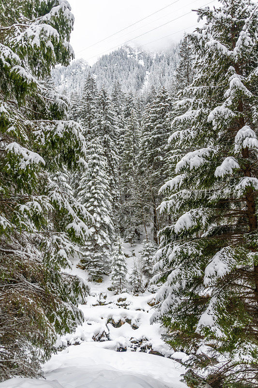 喀尔巴阡山脉的积雪覆盖林地