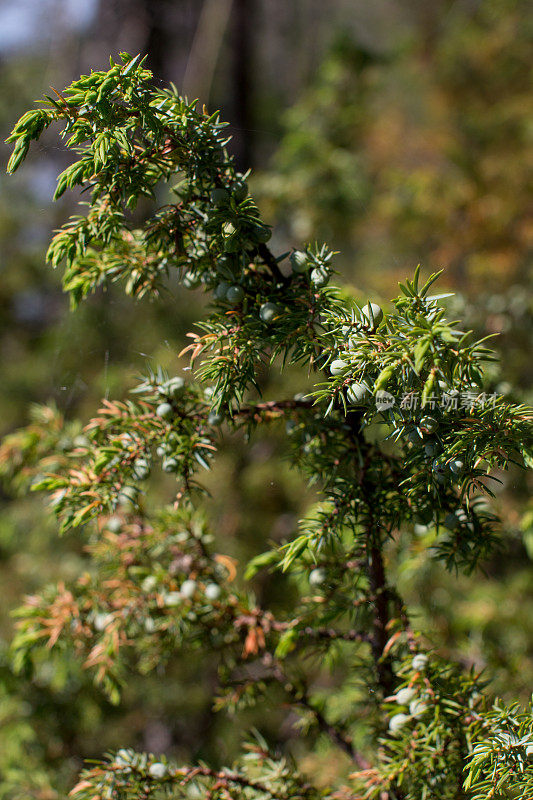 北方森林的杜松，有未成熟的绿色浆果。卡累利阿共和国的幼杜松树丛