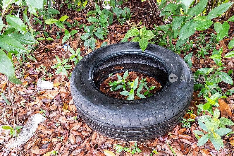 室外废弃的轮胎会滞留积水，是寨卡蚊子的滋生地