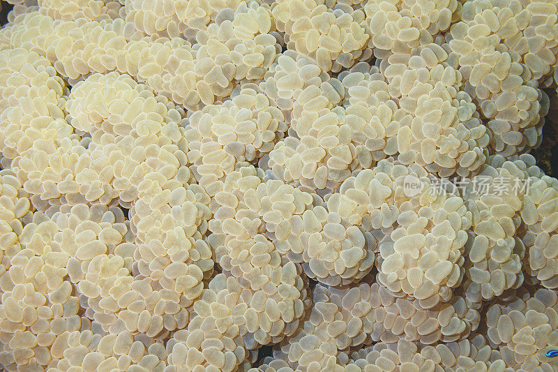 热带海洋深处的葡萄珊瑚。水下摄影海洋生物，珊瑚礁。水肺潜水员的观点