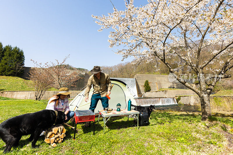 两个人带着宠物狗在樱花树下露营