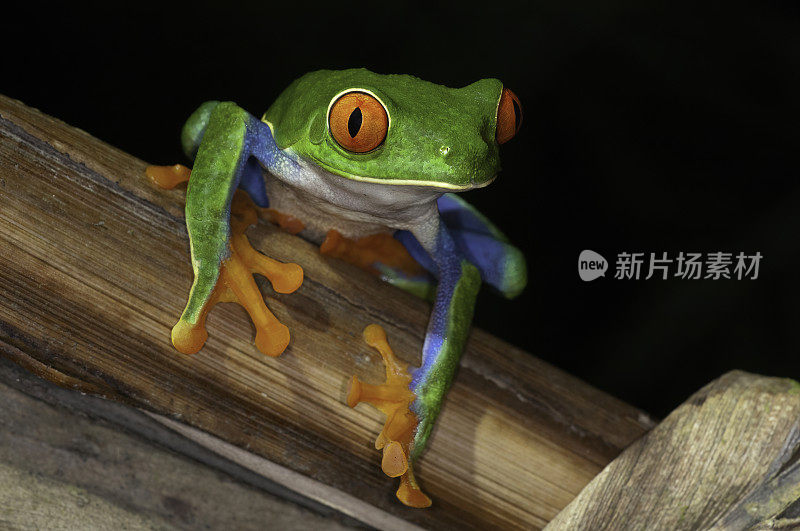 红眼树蛙在夜晚的热带雨林在阿雷纳尔地区-哥斯达黎加