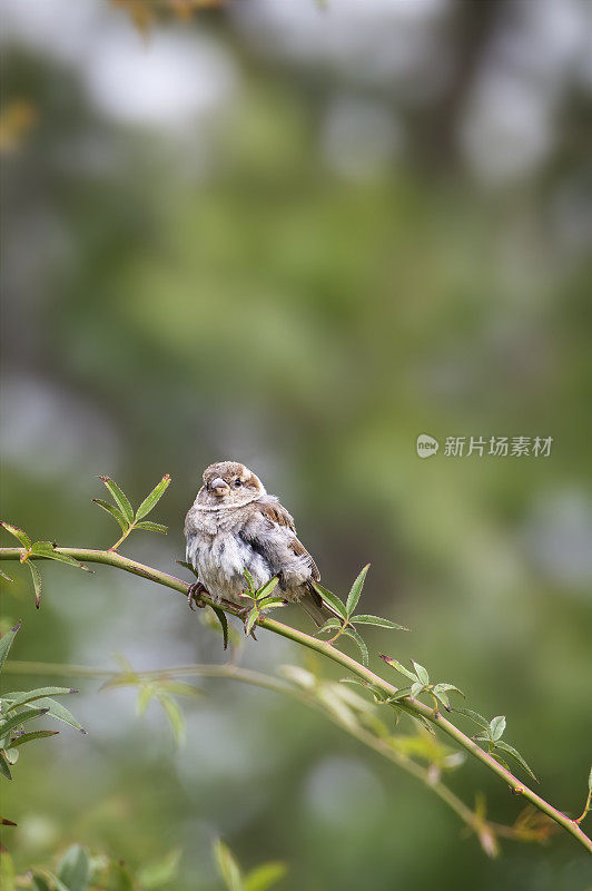 小麻雀(雀形科)