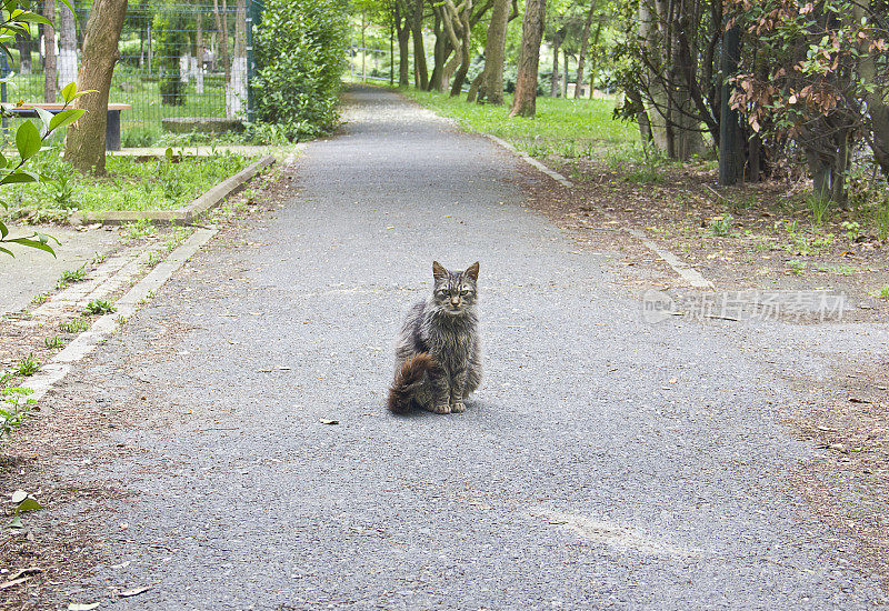 灰白色猫