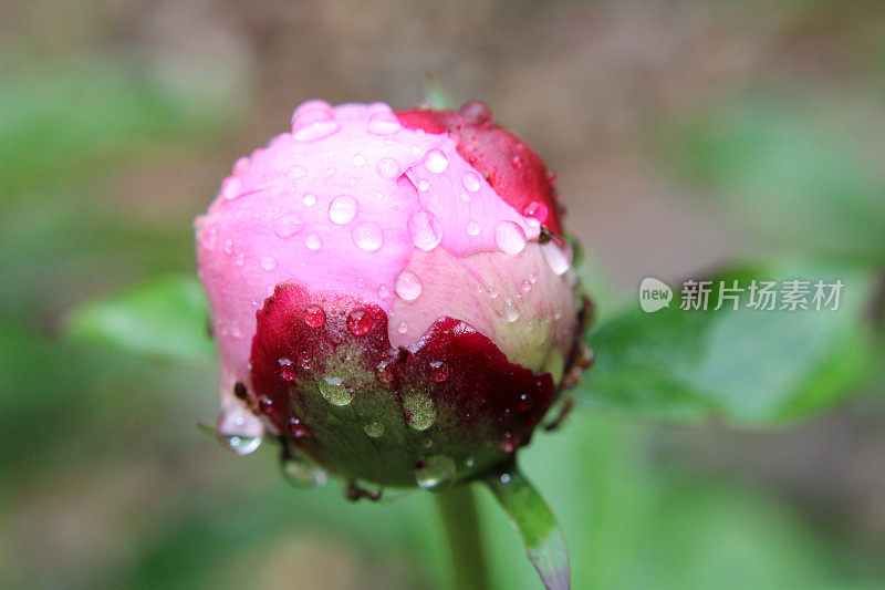 粉色牡丹花蕾特写，有雨滴和蚂蚁