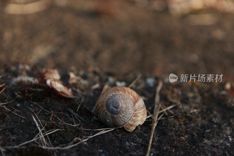 一只蜗牛在岩石上