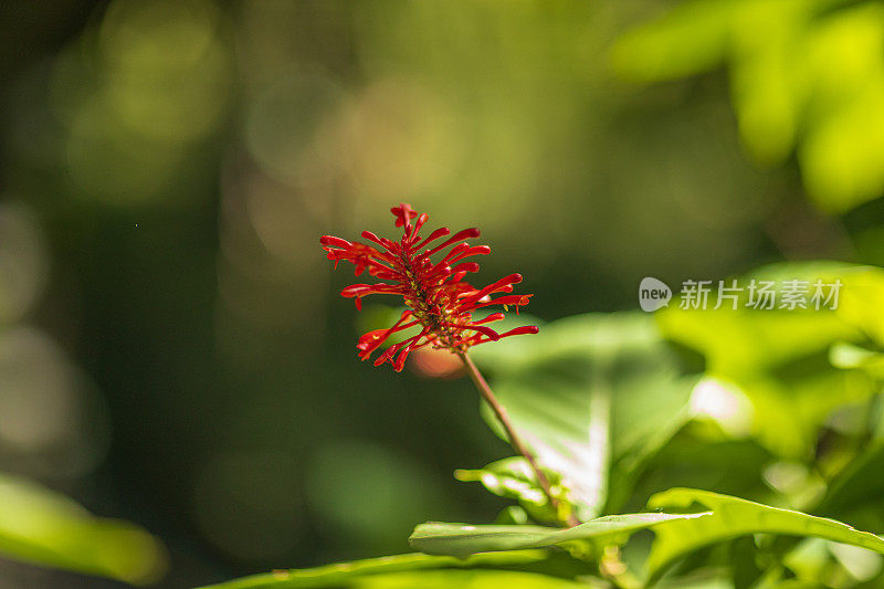 热带雨林中郁郁葱葱的绿叶和红花的特写细节