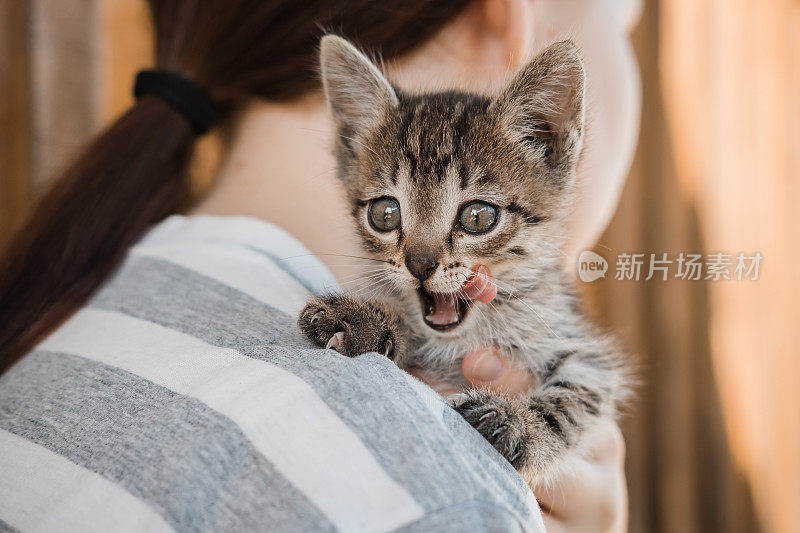 照顾宠物的概念。这个女孩发现了一只走失的小猫。一只有趣的小灰猫坐在主人的肩膀上。