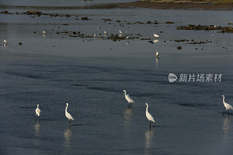 湿地苍鹭在夕阳下觅食