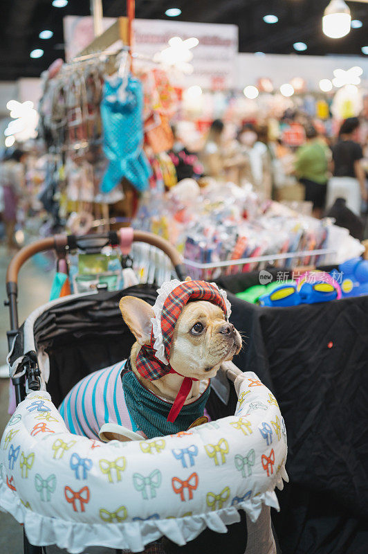 穿着衣服的法国斗牛犬坐在狗车里的特写镜头