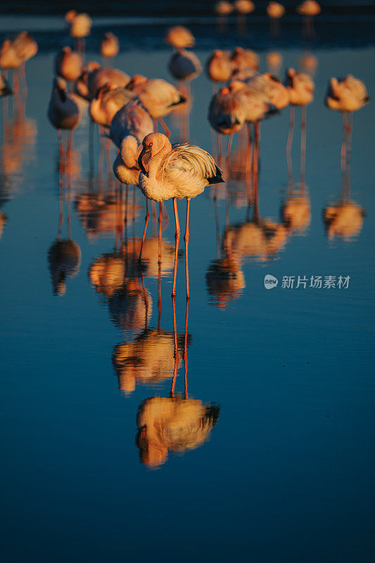 非洲纳米比亚沃尔维斯湾海滩上的粉红色火烈鸟倒影