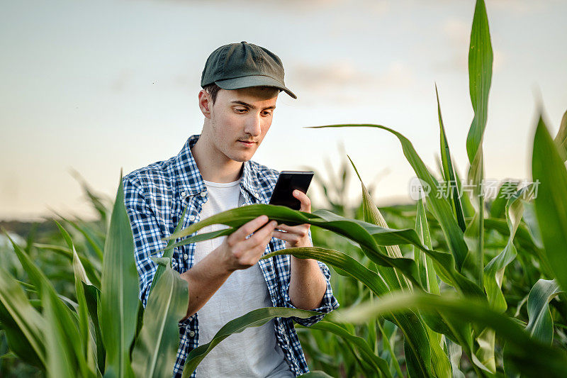 年轻的男性农民正在用手机检查玉米作物