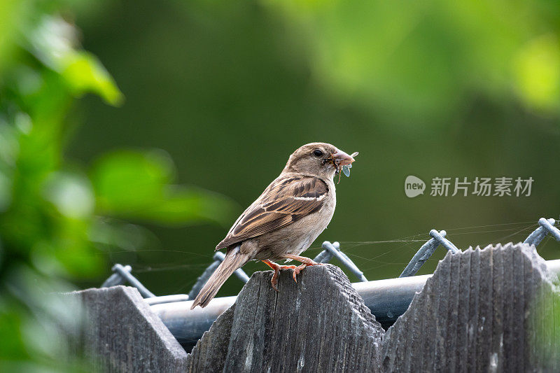 一只家雀坐在木篱笆上吃虫子