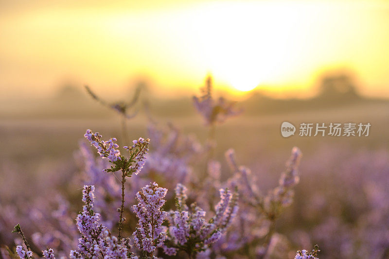 日出在石南草原景观与盛开的石南植物在夏天