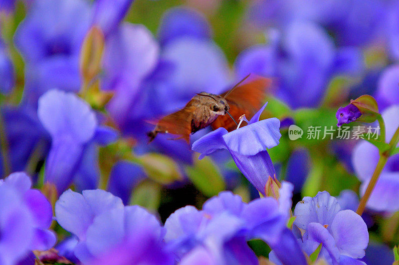 蜂鸟鹰蛾悬停与吸蜜