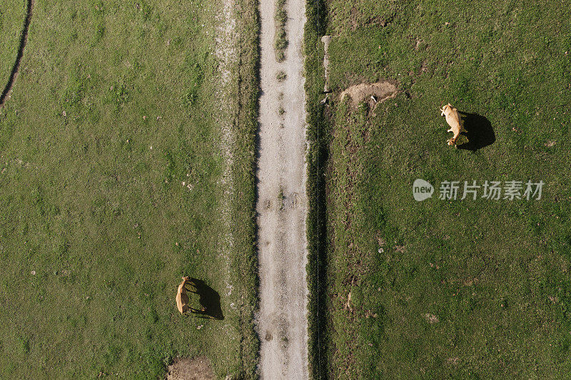 两头牛在路边