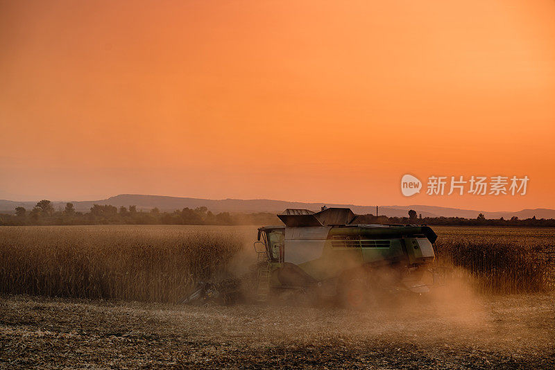 日落时分，联合收割机在农田里收割玉米的后视图