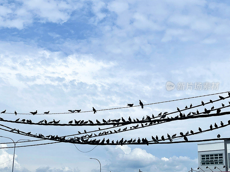 一大群燕子在路灯电缆上盘旋