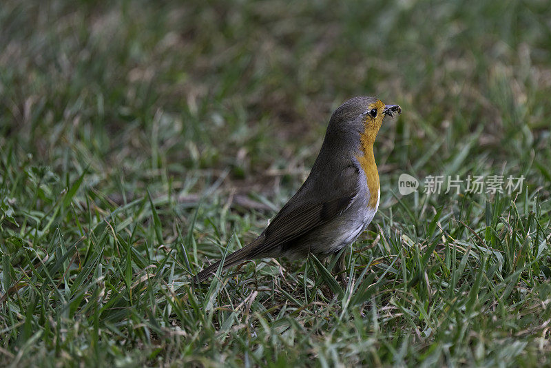 Red-breasted捕蝇草