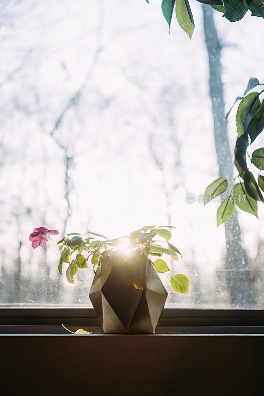 盆栽不耐候花在冬天坐在室内窗台上